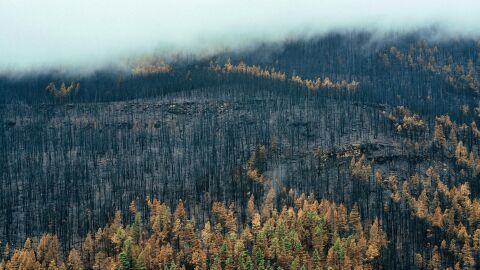 En 2022 ardieron en España 310.000 hectáreas forestales, el peor año del siglo en incendios Bosque quemado