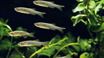 peces cebra