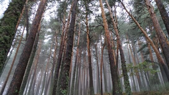 Bosque mediterr&aacute;neo