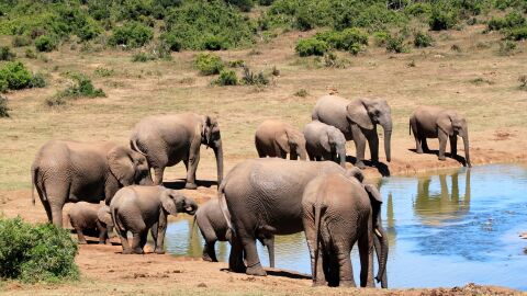 elefantes-africanos elefantes-africanos