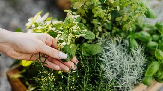 Plantas medicinales Plantas medicinales