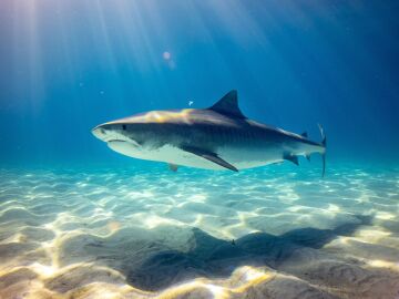 Cuántos tipos de tiburones existen y cuáles hay en España