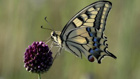 Imagen mariposa Imagen mariposa