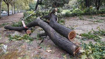 Imagen de un árbol derribado por el viento