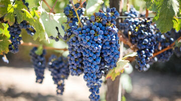 Imagen de racimos de uva en un viñedo