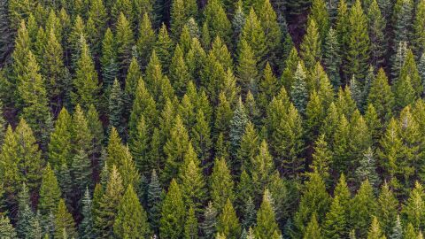 Bosque Bosque