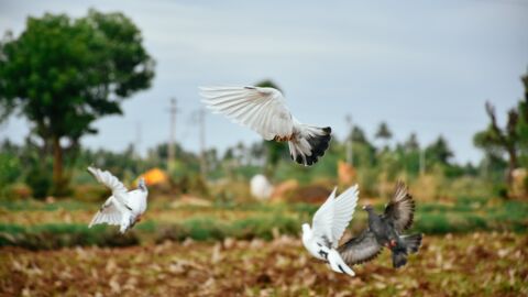 La configuración de las zonas verdes de las ciudades determina las características de sus aves La configuración de las zonas verdes de las ciudades determina las características de sus aves