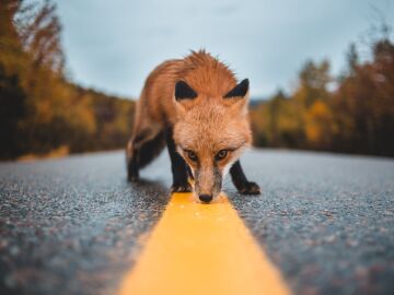 Animal en carretera