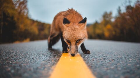 Animal en carretera