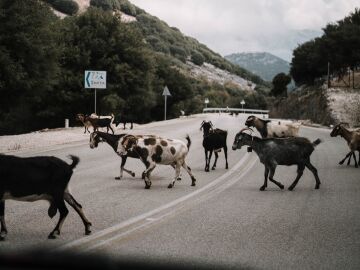 En 2022 se registr&oacute; un total de 35.661 siniestros con animales