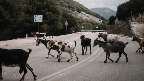 En 2022 se registró un total de 35.661 siniestros con animales