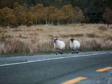 Animales en carretera