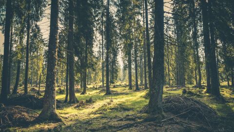 Bosques Bosques
