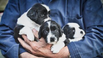 Adopción de perros
