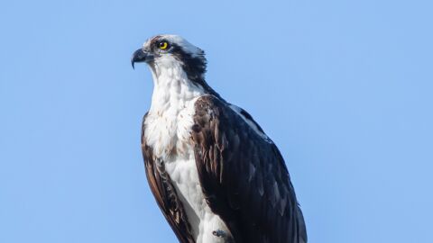 La humanidad es la responsable de la extinción de 1.430 especies de aves La humanidad es la responsable de la extinción de 1.430 especies de aves