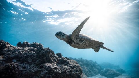 Las crisis clim&aacute;ticas y las de biodiversidad est&aacute;n fuertemente vinculadas, seg&uacute;n expertos