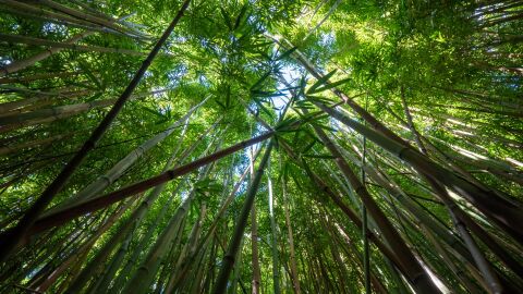 Los bosques asi&aacute;ticos pueden ayudar a resistir los impactos del cambio clim&aacute;tico
