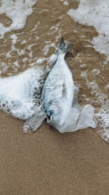 Plásticos en el mar