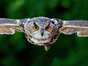 ¿Por qué las alas de los búhos no hacen ruido al volar?