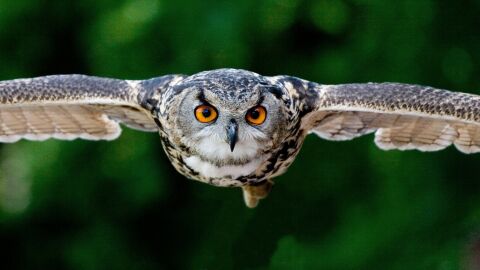 &iquest;Por qu&eacute; las alas de los b&uacute;hos no hacen ruido al volar?