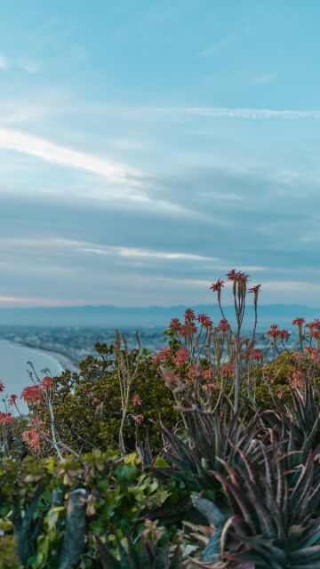 Creada la primera base de datos sobre el impacto de las plantas invasoras en Europa