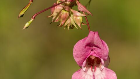 Impatiens glandulifera 