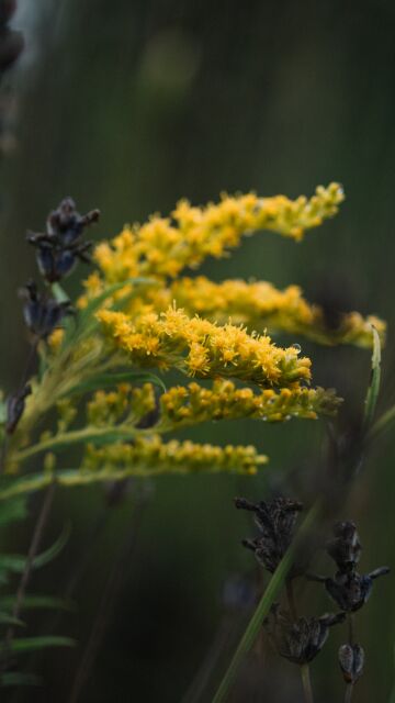 Solidago gigantea