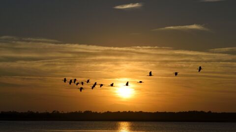 La pardela balear intenta sobrevivir adaptándose al cambio climático Aves vuelan por encima del mar