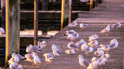 Gaviotas, involuntarias transportistas de contaminación: trasladan plástico de vertederos a reservas naturales Gaviotas, involuntarias transportistas de contaminación: trasladan plástico de vertederos a reservas naturales