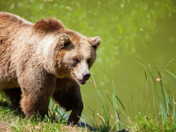 Caficultores colombianos ayudan a la protección del oso andino, una especie amenazada