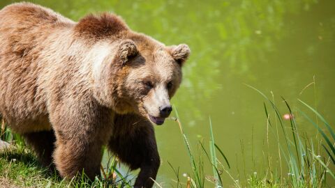 Caficultores colombianos ayudan a la protecci&oacute;n del oso andino, una especie amenazada