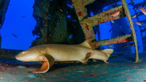 Tailandia cr&iacute;a tiburones bamb&uacute; para salvar la especie en las ic&oacute;nicas islas Phi Phi