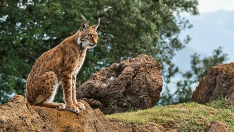 El lince iberico tambien se infecta por el virus de la covid 19