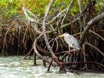 EL 50% de los manglares están en riesgo de colapso