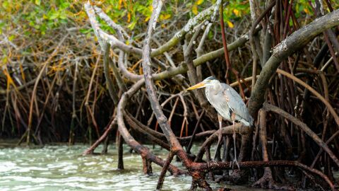 EL 50% de los manglares están en riesgo de colapso Manglar