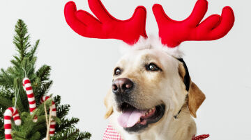 Perro navideño