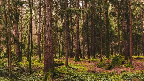 España crea los primeros bosques laboratorio para proteger los pinares de plagas y del cambio climático