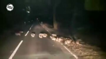 Los accidentes contra animales siguen siendo una gran amenaza para los conductores