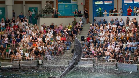 HEBA, la herramienta que revoluciona la evaluación del bienestar animal sin sesgos