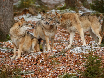 La Eurocámara acelera el cambio de estatus del lobo y votará su rebaja de protección este jueves