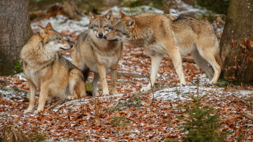 La Eurocámara acelera el cambio de estatus del lobo y votará su rebaja de protección este jueves