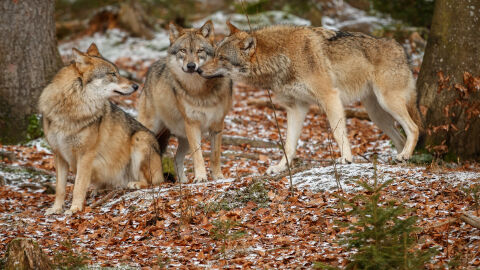 La Eurocámara acelera el cambio de estatus del lobo y votará su rebaja de protección este jueves