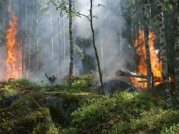 EASAC alerta de un fuerte repunte de incendios en Europa si no cambia su estrategia