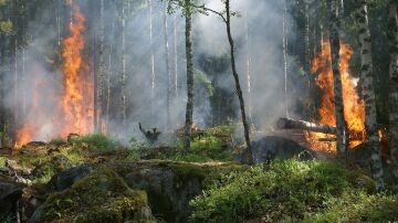 EASAC alerta de un fuerte repunte de incendios en Europa si no cambia su estrategia