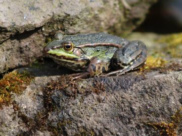 Las especies invasoras cuestan al mundo más de 35.000 millones de dólares al año, según un estudio con participación del CSIC Las especies invasoras cuestan al mundo más de 35.000 millones de dólares al año, según un estudio con participación del CSIC