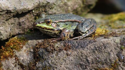 Las especies invasoras cuestan al mundo más de 35.000 millones de dólares al año, según un estudio con participación del CSIC