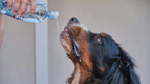 Perro bebiendo agua