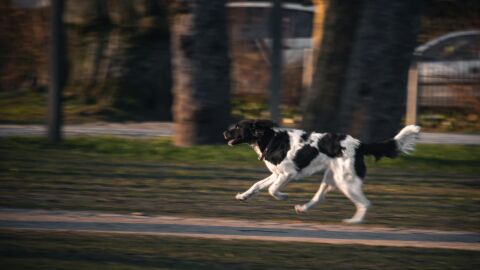 Perro corriendo