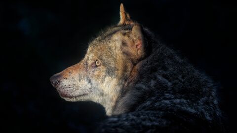 La protección del lobo ibérico es un trabajo colectivo Ejemplar de lobo ibérico