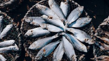Eviscerar el pescado reduce el riesgo de anisakis